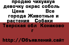 продаю чихуахуа девочку,окрас соболь › Цена ­ 25 000 - Все города Животные и растения » Собаки   . Тверская обл.,Конаково г.